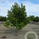Magnolia loebneri 'Merrill' 250-300 cm container meerstammig