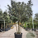 Quercus ilex 250-300 cm cont. 230L paraplu