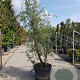 Quercus suber 300-350 cm cont. 150L meerstammig