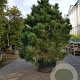 Pinus nigra 175-200 cm cont. 290L