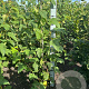 Acer pensylvanicum 100-125 cm met kluit