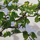 Corylus a. Medusa 100-125 cm met kluit extra