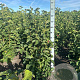 Magnolia 'Genie' 100-125 cm met kluit