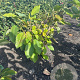 Magnolia sieboldii 60-80 cm met kluit