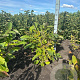 Magnolia sieboldii 80-100 cm met kluit