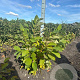 Magnolia sieboldii 100-125 cm met kluit