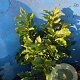 Magnolia 'Susan' 60-80 cm met kluit