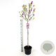 Magnolia 'Susan' 80-100 cm 7,5L met knop