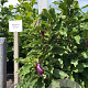 Magnolia 'Susan' 100-125 cm met kluit