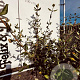 Viburnum burkwoodii 60-80 cm met kluit