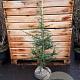 Cedrus libani 100-125 cm met kluit