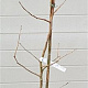 Ginkgo biloba 125-150 cm met kluit