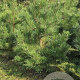 Pinus nigra nigra 150-175 cm draadkluit solitair