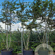 Carpinus betulus 300-350 cm draadkluit meerstammig