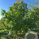 Liquidambar styraciflua 300-350 cm draadkluit meerstammig
