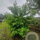 Liquidambar styraciflua 300-350 cm draadkluit meerstammig