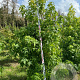 Liquidambar styraciflua 300-350 cm draadkluit meerstammig