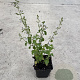 Calamintha nepeta GM P9