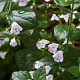 Calamintha nepeta GM P9