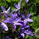 Campanula poscharskyana GM P9