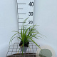 Carex morrowii 'Irish Green' GM P9
