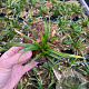 Carex morrowii 'Irish Green' GM P9