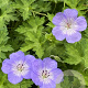 Geranium 'Azure Rush' GM P9