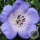 Geranium 'Azure Rush' GM P9