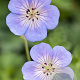 Geranium 'Azure Rush' GM P9