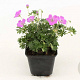 Geranium sang. 'Max Frei' GM P9