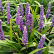 Liriope muscari 'Ingwersen' GM P9