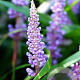 Liriope muscari 'Ingwersen' GM P9