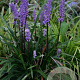 Liriope muscari 'Moneymaker' GM P9