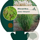Miscanthus sin. 'Silberspinne' GM P9