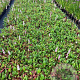Persicaria aff. 'Superba' GM P9