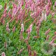 Persicaria aff. 'Superba' GM P9