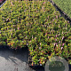 Persicaria aff. 'Superba' GM P9