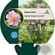 Anemone hyb. 'Königin Charlotte' GM P9