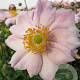 Anemone hyb. 'Königin Charlotte' GM P9