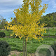 Ginkgo biloba 250-300 cm draadkluit meerstammig