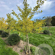 Ginkgo biloba 300-350 cm draadkluit meerstammig