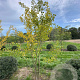 Ginkgo biloba 300-350 cm draadkluit meerstammig