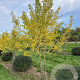 Ginkgo biloba 300-350 cm draadkluit meerstammig
