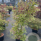 Acer pal. 'Oridono-nishiki' 125-150 cm 20L