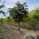 Aesculus carnea 'Briotii' 14-16 HO draadkluit