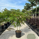 Albizia julibrissin 250-300 cm draadkluit meerstammig