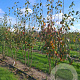 Amelanchier laevis 'Snowflakes' 200-250 cm draadkluit meerstammig