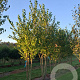 Cercidiphyllum japonicum 175-200 cm draadkluit meerstammig
