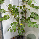 Corylus avellana 150-175 cm met kluit