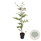 Fagus sylvatica 100-125 cm 4,5L
